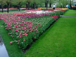 Keukenhof (63)